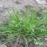 Jednogodišnji i višegodišnji dikotiledoni korovi: lista